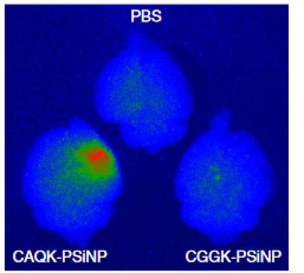 The tiny peptide CAQK improves the delivery of imaging agents to acute brain injuries.  (Luminiscence from porous silicon nanoparticles targeted with CAQK and control peptide CGGK in brain injuries)