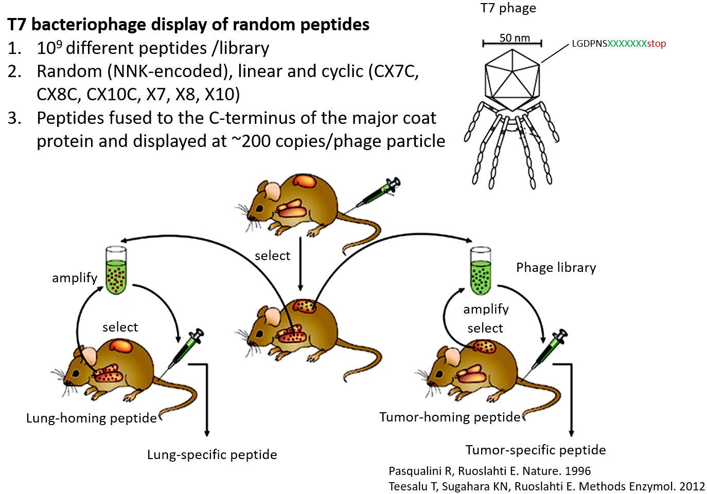 in_vivo_schematic.jpg