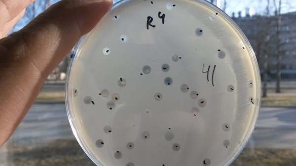 Ali Baba and fourty thieves a.k.a 41 T7 bacteriophages amplifying on the E. coli agar plate.