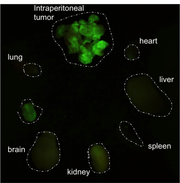 Ex vivo visualization of targeted nanoworms homing to intraperitoneal and subcutaneous  tumors after i.v. injection