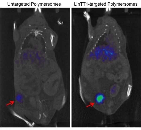 PET images taken 48hours after intravenous injection of untargeted polymersomes and LinTT1-targeted polymersomes. The location of the tumors is marked with red arrow and both tumors had the same volume. The detection limit of the tumors using PET images was significantly lowered when using LinTT1 guided polymersomes.