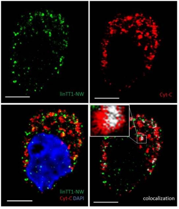 Targeting of p32 in peritoneal carcinomatosis with intraperitoneal linTT1 peptide-guided pro-apoptotic nanoparticles