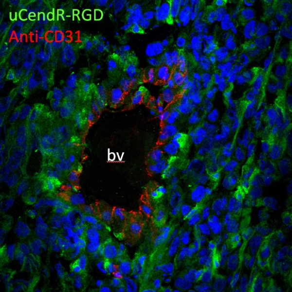 Penetration of uCendR-RGD peptide to 4T1 breast tumors in vivo
