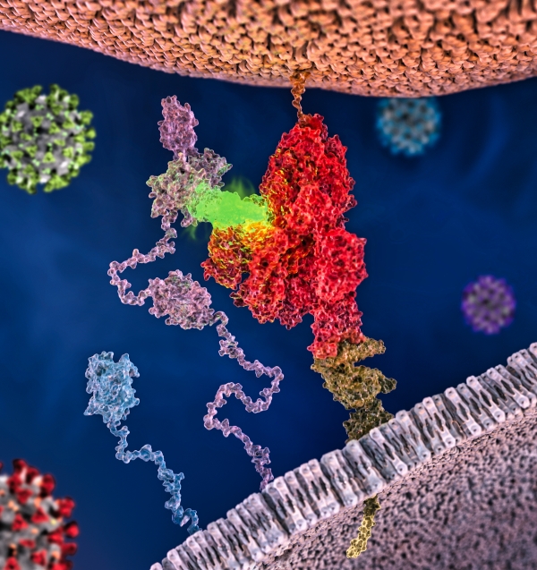 CendR mediated interaction of viral spike protein with cell surface neuropilin-1. Red: viral spike protein, fluorescent green: CendR peptide of viral S protein, violet: neuropilin-1. Note the flexible extracellular domain of NRP-1 that is compatible with interactions of viral spike proteins of different geometries. This mechanism is likely to be relevant for cellular interaction of different viruses depicted in different colors. Artwork: Peter and Ryan Allen (Second-bay studios, https://www.secondbaystudios.com). 