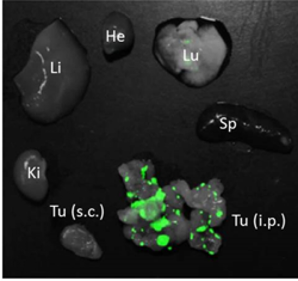 Homing of green fluorescent iRGD  polymersomes in CT26 peritoneal tumor (Tu). Note that control organs (liver, Li; lung, Lu; spleen, Sp; kidney, Ki) and subcutaneous tumors (Tu s.c.) show minimal labeling.