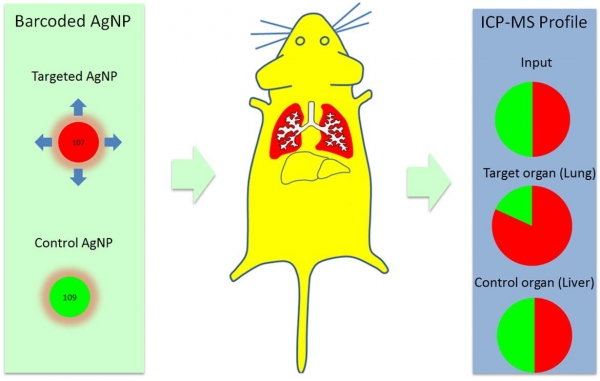 Ratiometric in vivo auditioning of targeted silver nanoparticles