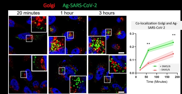 ESCPE-1 interacts with the SARS-CoV-2 spike protein through a cargo-selective mechanism and mediates trafficking of nanoparticles coated with the SARS-CoV-2 spike CendR motif. Ag-SARS-CoV-2 uptake assay in +SNX5/6 or -SNX5/6 PPC-1 cells. PPC-1 cells expressing the NRP-1 receptor and with or without expression of the sorting nexin-5 and 6 (SNX-5/6, proteins forming the ESCPE-1 complex) were incubated with silver nanoparticles displaying the SARS-CoV-2 CendR motif (Ag-SARS-CoV-2) and the co-localization of the nanoparticles with Golgi was quantified at different time points. The co-localization was significantly lower in PPC-1 cells without SNX-5/6 showing the ESCPE-1-mediated trans-Golgi trafficking of CendR cargoes. Pearson’s correlation between Ag-SARS-CoV-2 and anti-TGN46 is measured over time using ImageJ software (n = 3 experiments). Two-way ANOVA with Šídák&#039;s multiple comparisons test, P = 0.8154 (20 min), P = 0.0013 (60 min), P = 0.0034 (180 min). (Scale bar, 20 µm).