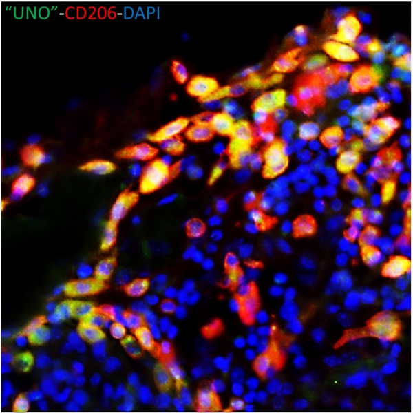 &quot;UNO&quot; peptide