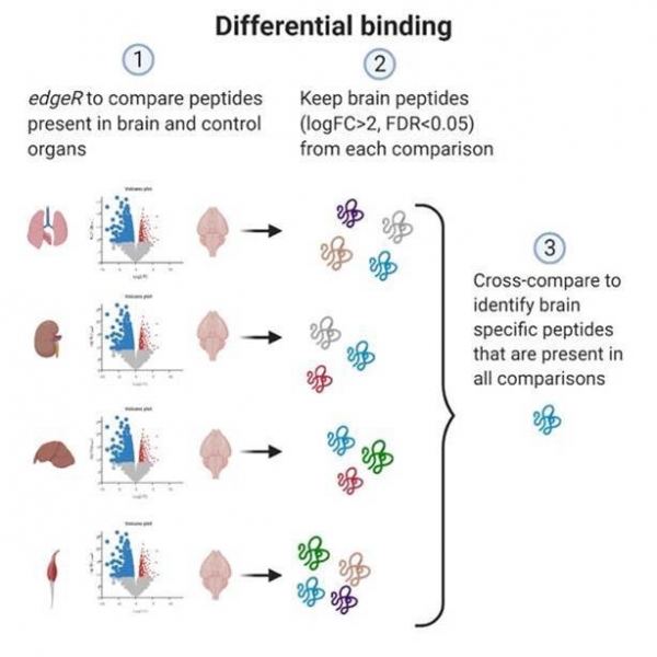 New tools to increase the reliability of in vivo phage biopanning reported in Nucleic Acids Research