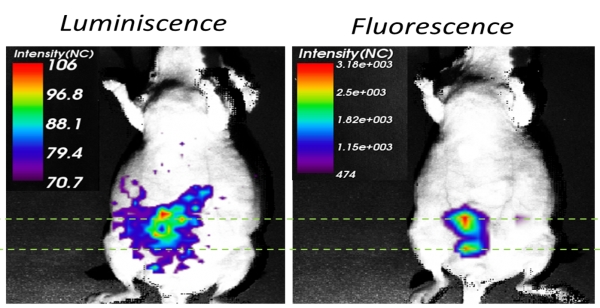 In vivo imaging of a mouse bearing luciferase-expressing MKN-45 gastric carcinoma.