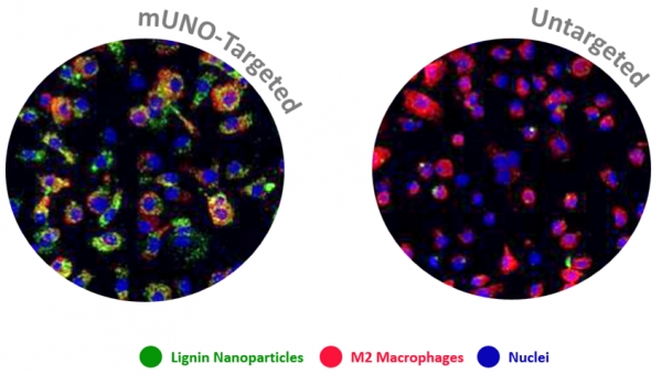 Image: Only mUNO-Targeted Lignin Nanoparticles bind to primary mouse M2 macrophages derived from bone marrow. Authors: Figueiredo et al.