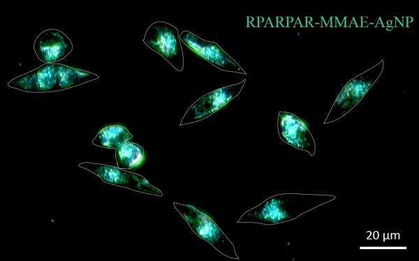 Dark-field image of silver nanoparticles with RPARPAR-MMAE-AgNP internalized by PPC-1 prostate cancer cells